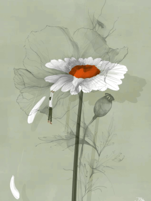 marguerite